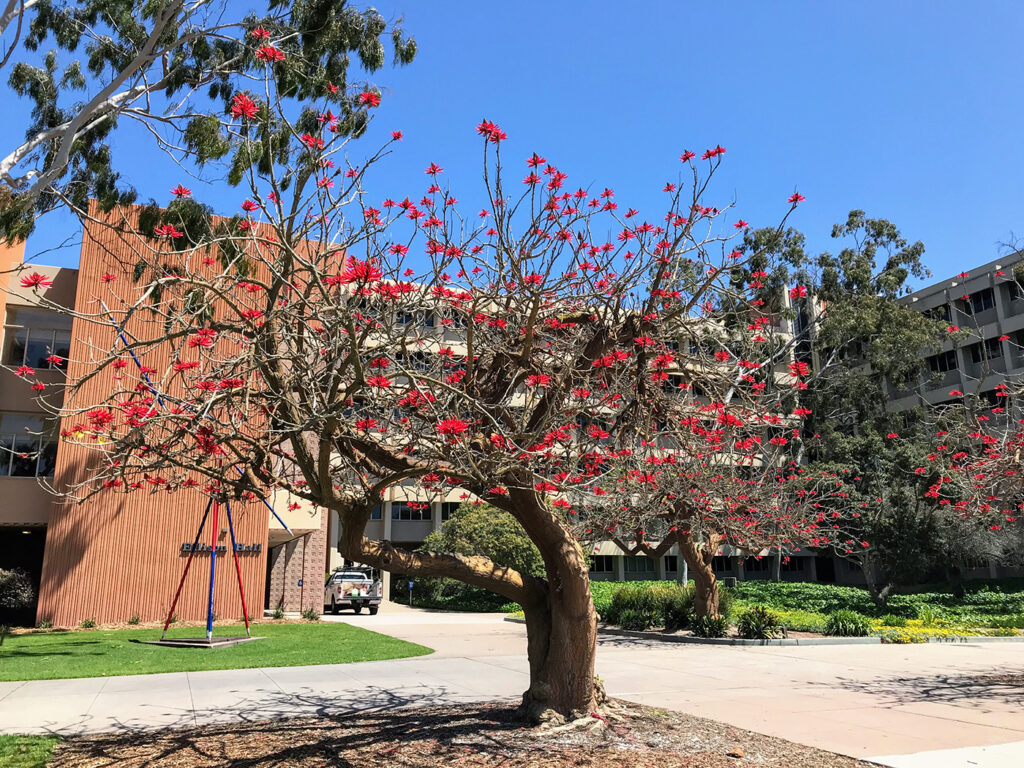 coral tree ucsb