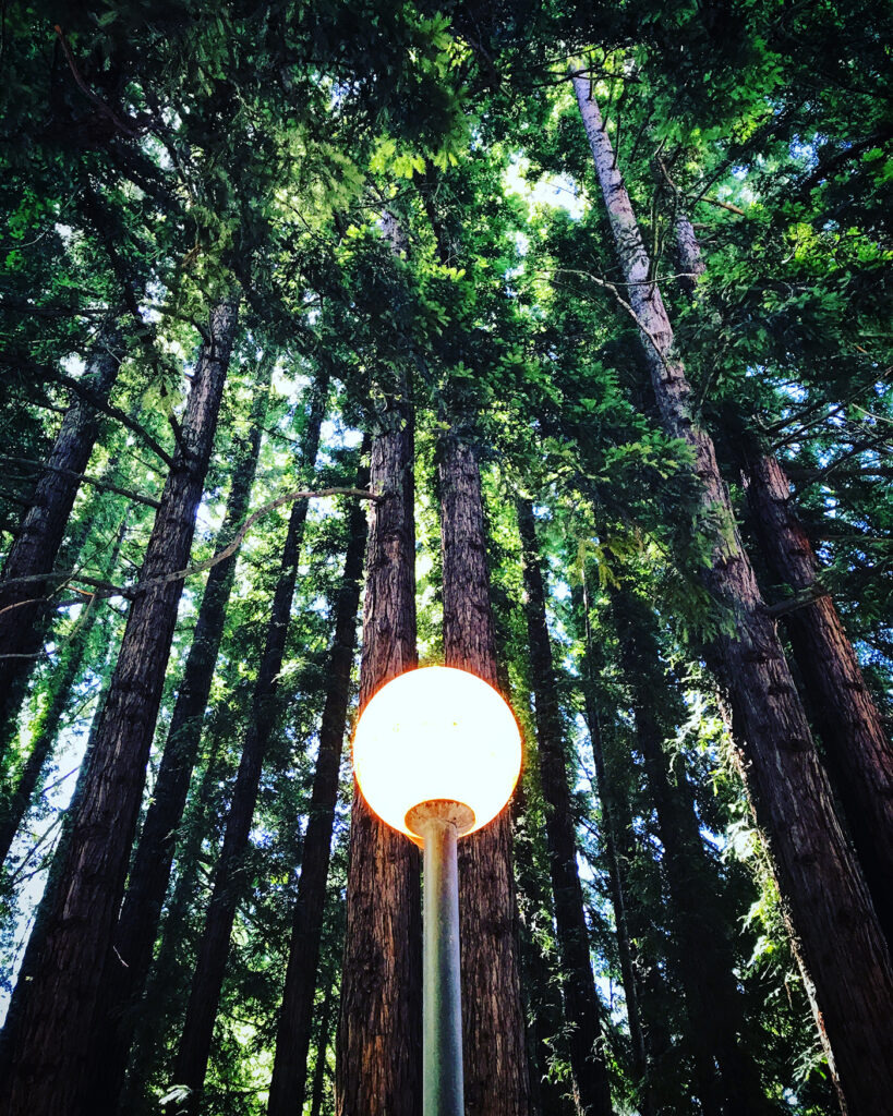 orb redwoods